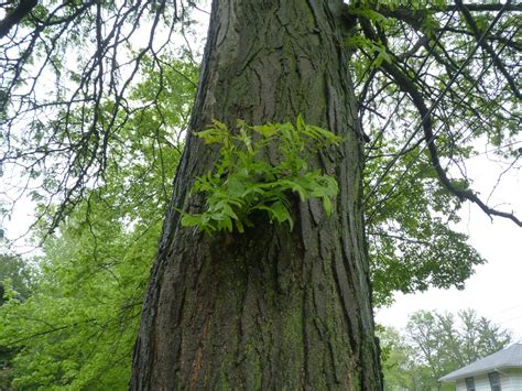 Albion Trees Honeylocust