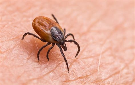 Tick Identification Guide Aruza Pest Control In Charlotte Nc