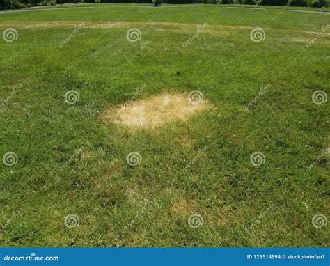 Green Grass Lawn With Dead Brown Patches Stock Photo Image Of Green
