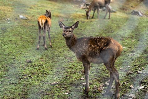 Great Adult Noble Red Female Deers With Big Ears Flock Of Deer