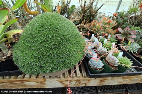 Opuntia basilaris, the beavertail cactus or beavertail pricklypear, is a cactus species found in the southwest united states. Succulents and More: Field trip to Poot's Cactus Nursery ...