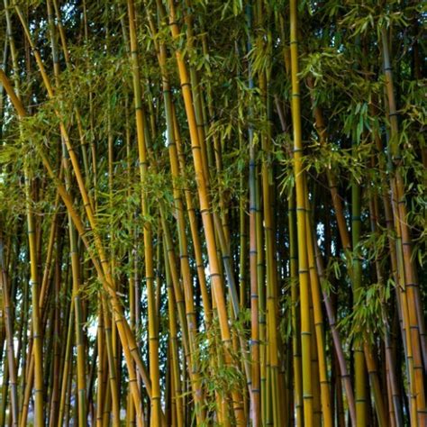 The photos of the potted bamboo below were taken in july 2011 and are the exact plants that are available under the sale price. Golden Bamboo For Sale Online | The Tree Center