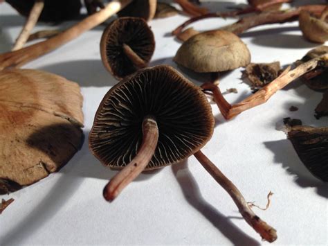 Are These Panaeolus Cinctulus Magic Mushrooms Mushroom Hunting And