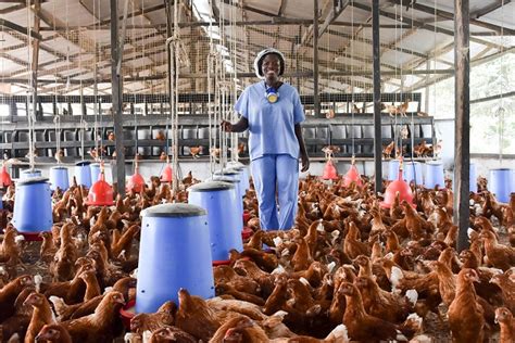 Women In Poultry Interact With University Students Graphic Online
