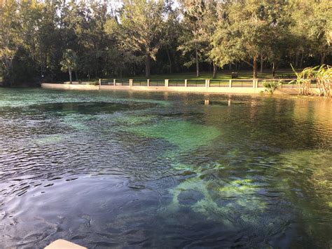 Continue 0.5 miles to the recreation entrance on the right. Took my son camping at Salt Springs in the Ocala National ...