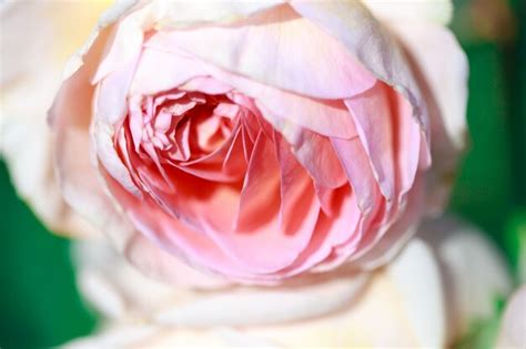 Premium Photo Tender Roses Closeup