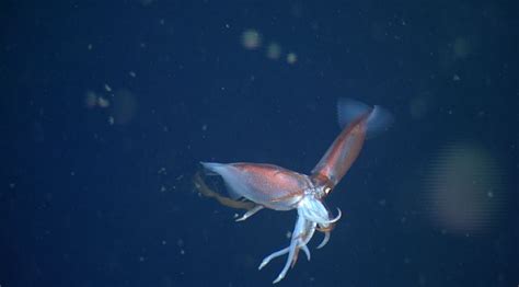 Cannibal Squid Spotted Tearing Each Other To Pieces In California