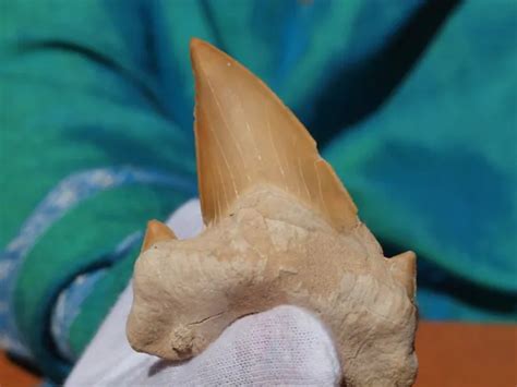 Huge Otodus Obliquus Fossil Shark Tooth 60 Million Years Old 4000