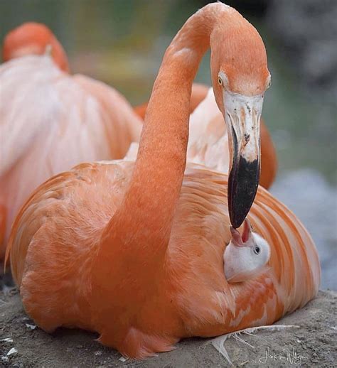 Mother And Baby Flamingo Bird Pictures Animal Pictures Flamingo