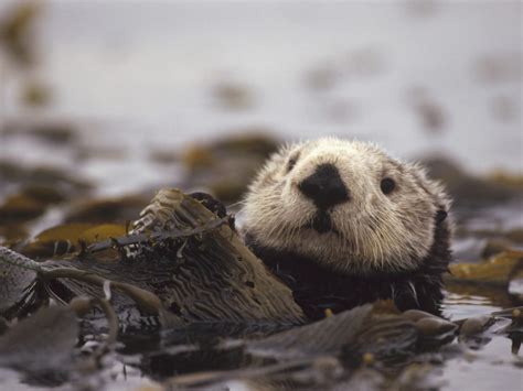 Download Animal Otter Wallpaper