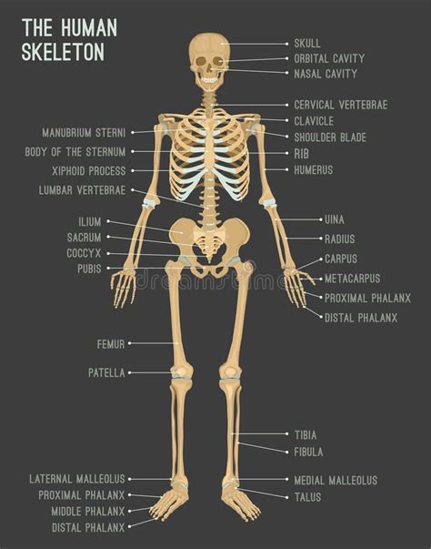 Human Skeleton Stock Illustrations 68759 Human Skeleton Stock