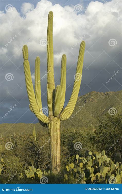 Large Saguaro Cactus A Stock Photo Image Of Tourism 26263062