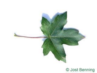 È definita una pianta eterofilla: Piante Da Interno Con Foglia Palmata : Foglia Wikipedia