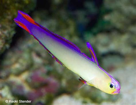 Purple Firefish Nemateleotris Decora Tropical Fish Photo From Tropical