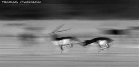 Creative Wildlife Photography With Shutter Speed And Aperture