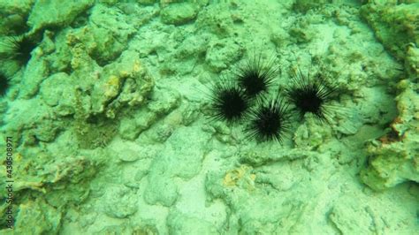 Sea Urchins Underwater On A Coral Reef Many Large Sea Urchins With