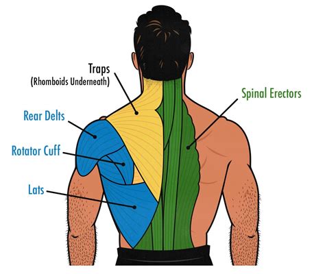 How To Train All Your Back Muscles
