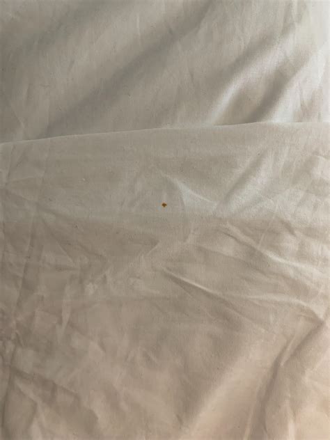 Bed Bug Stain On Pillow Case Rbedbugs