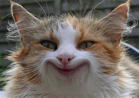 Free Download Happy Cat Orange Ginger Smile Cat Happy Animal