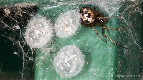 How To Get Rid Of Spider Eggs In My Basement Openbasement