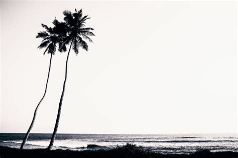 Palm Trees And Beach Silhouette Photograph By Chrispecoraro Pixels