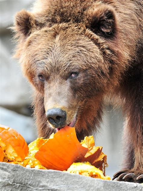 Detroit Zoo To Expand Grizzly Bear Habitat