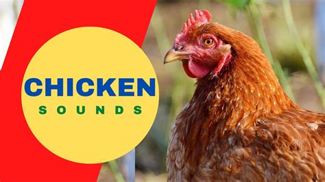 Chicken Sounds For Kids Learn Clucking Sound Effects Of Chickens And