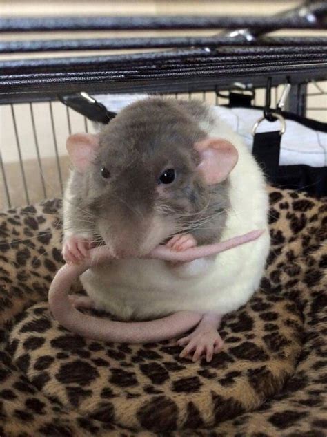 Tail Grooming Dumbo Rat This Picture Makes Me Hear The Soft Nibbles Funny Rats Cute Rats