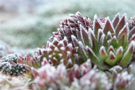 Understanding Winter Hardy Succulents The Succulent Eclectic