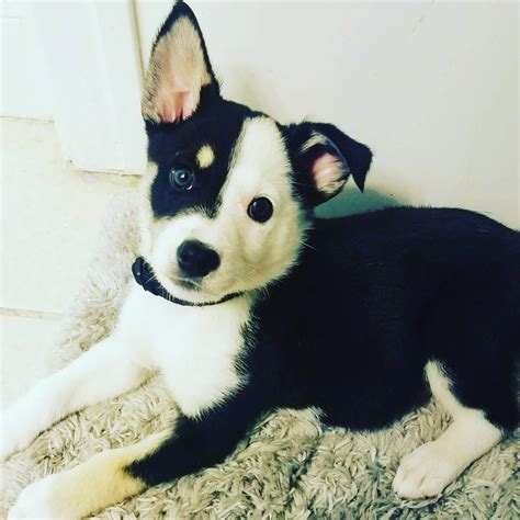 Husky Heeler Named Tux Hybrid Dogs Siberian Husky Mix Puppies
