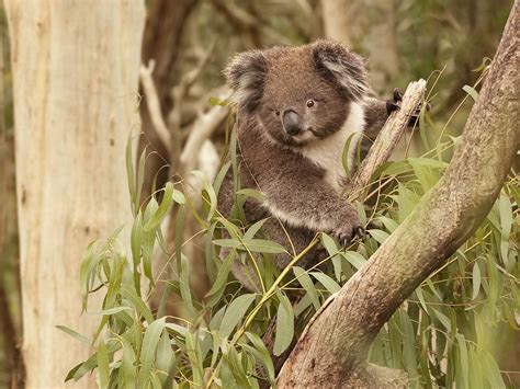 Koalas Nature And Wildlife Phillip Island Victoria