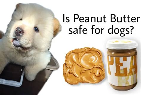 Are Peanut Butter Bad For Dogs