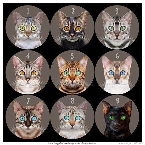 Whats Your Favorite Bengal Cat Color Rbengalcats