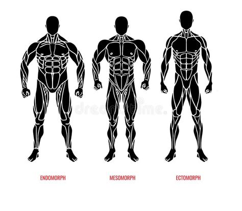 Muscle Diagram Male Body Names Stock Vector Illustration