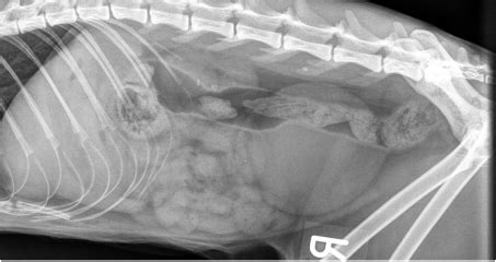 It is believed that neutered male burmese, persian and himalayan cats may be genetically predisposed to developing calcium oxalate. Feline Ureteral Obstruction - Veterinary Internal Medicine ...