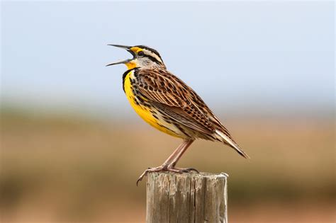 Tracking The Iconic Eastern Meadowlark Conservation Nation