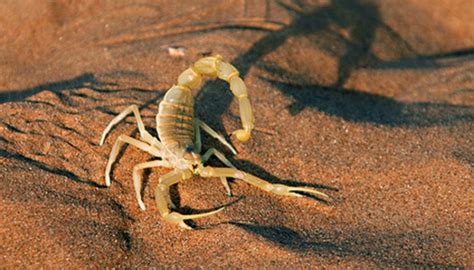 How To Keep A Scorpion As A Pet Animals