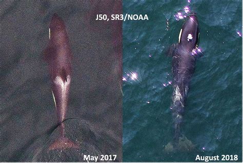 Southern Resident Killer Whale Health Update — Sr3 Sealife Response