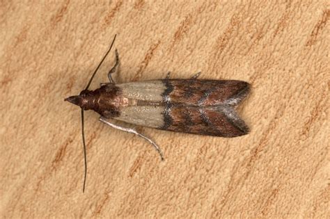 Bei warmem wetter fühlen sich fliegen wohl, deshalb haben wir im sommer häufig viele fliegen im haus. ᐅ Motten Bekämpfen In 3 Einfachen Schritten [Effektiv Und ...