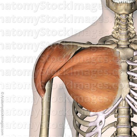 Anatomy Stock Images Shoulder Muscles Musculus Deltoideus Deltoid