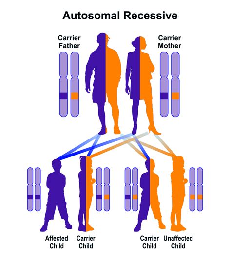 Heterozygous individuals that can pass on recessive, abnormal conditions are referred to as: Genetic Facts | Rare Disorders Society (Singapore)