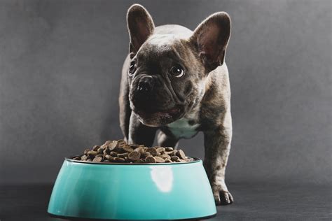 Some of my favorite include mixing them up with yogurt or peanut butter. The Complete Guide to French Bulldog Food | Happy French ...