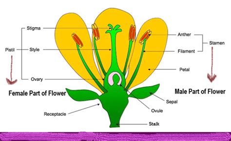 Plant Life Class Science Chapter Cbse Class Notes Online Classnotes