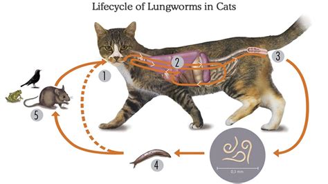 Often these are the common dewormers used for roundworms, hookworms and tapeworms, but at different doses for each. Cat Lungworm Signs, Treatment And Prevention - Pet Care ...