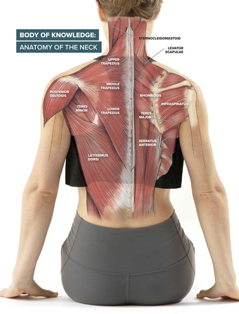 Muscles Of Back Of Neck