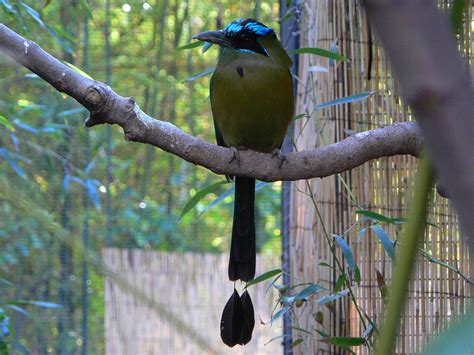 South American Aviary Reid Park Zoo