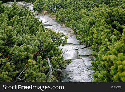 Path Between Conifers Free Stock Images And Photos 792263