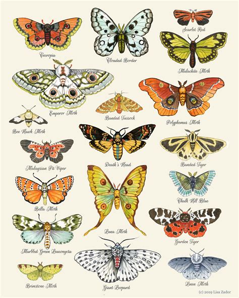 Moth Chart Print Moth Art Moth Poster Insect Art Etsy Moth Art