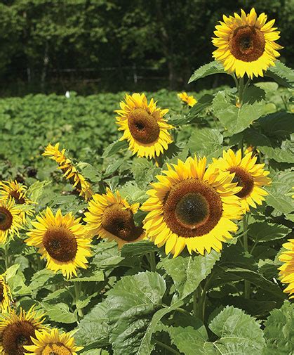 How To Grow Tall Single Stem Sunflowers Johnnys Selected Seeds