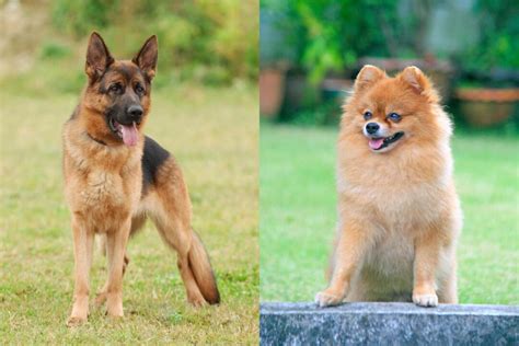german pomeranian german shepherd and pomeranian mix info pictures faqs and more